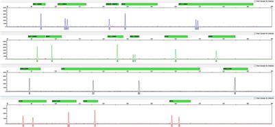 Development and Validation of a Novel and Fast Detection Method for Cannabis sativa: A 19-Plex Short Tandem Repeat Typing System